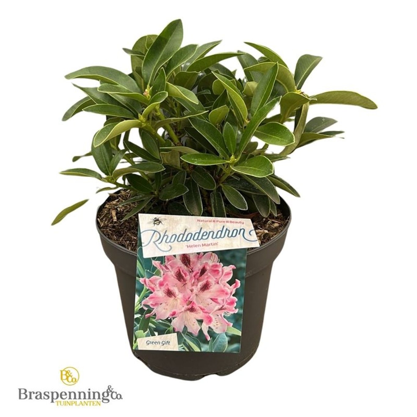 Rhododendron – Rhododendron 'Helen Martin' - C5 30-40 CM